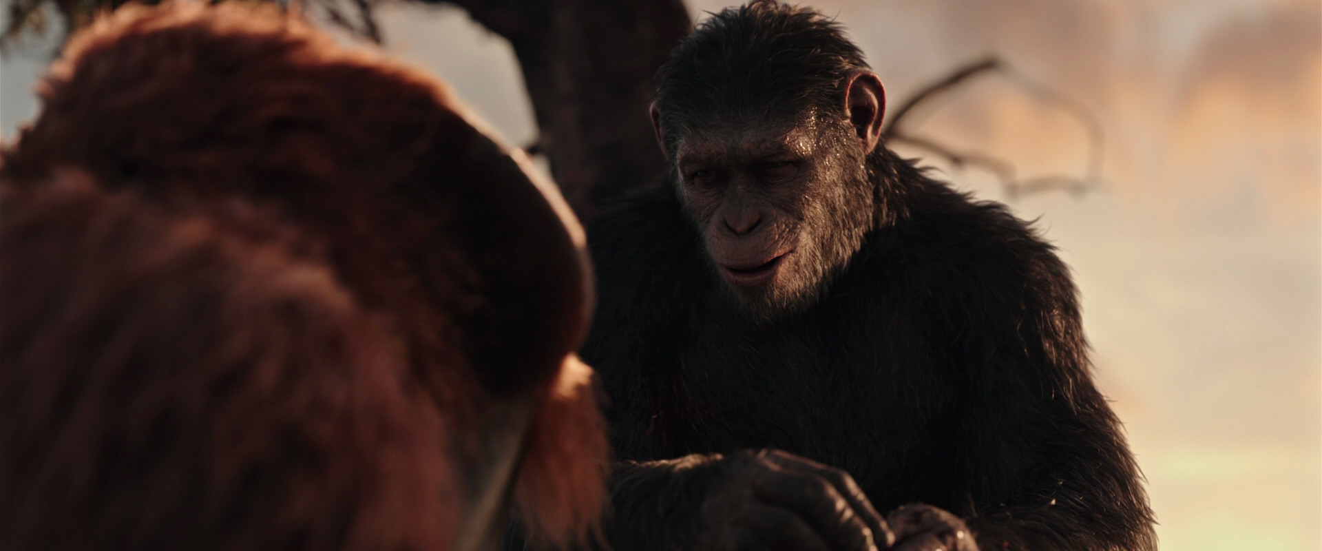War for the Planet of the Apes (2017) movie still 15310