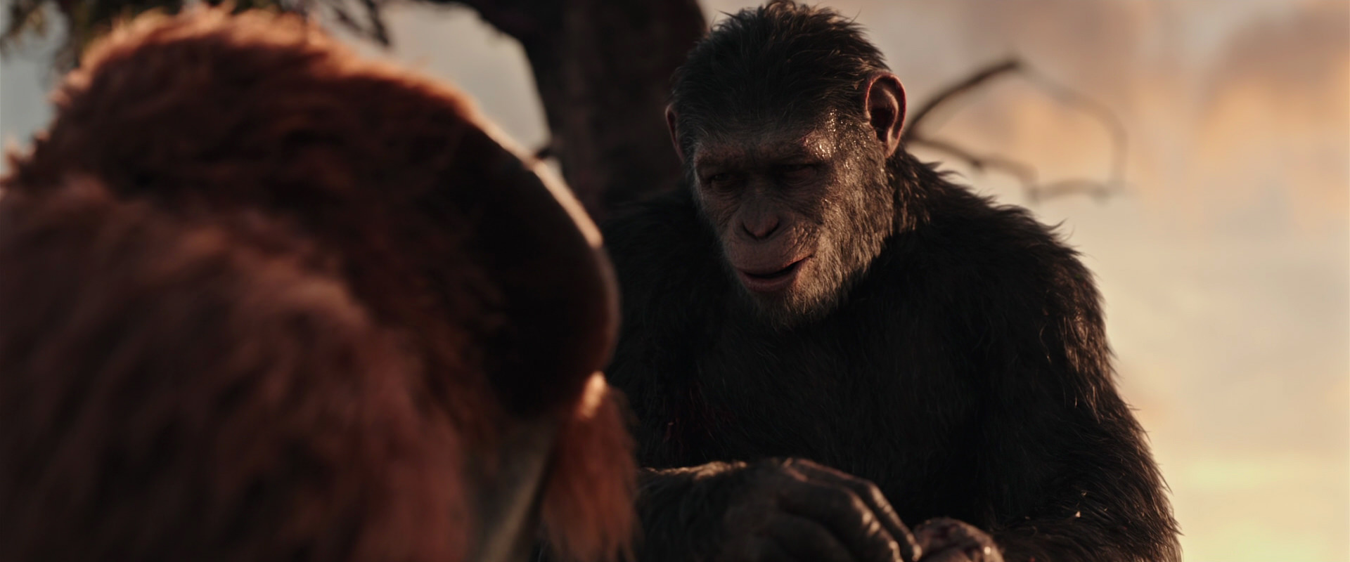 War for the Planet of the Apes (2017) HD screenshot 15311