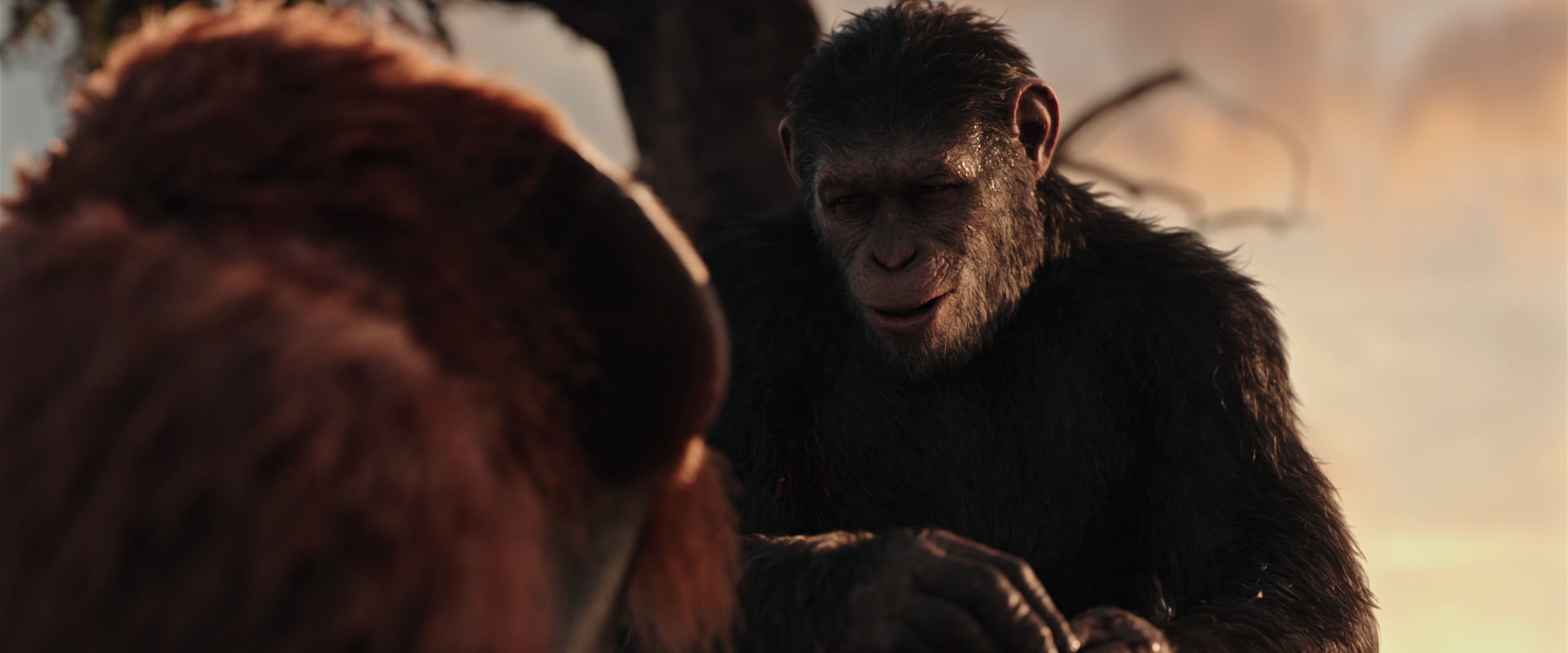 War for the Planet of the Apes (2017) screencap 15312