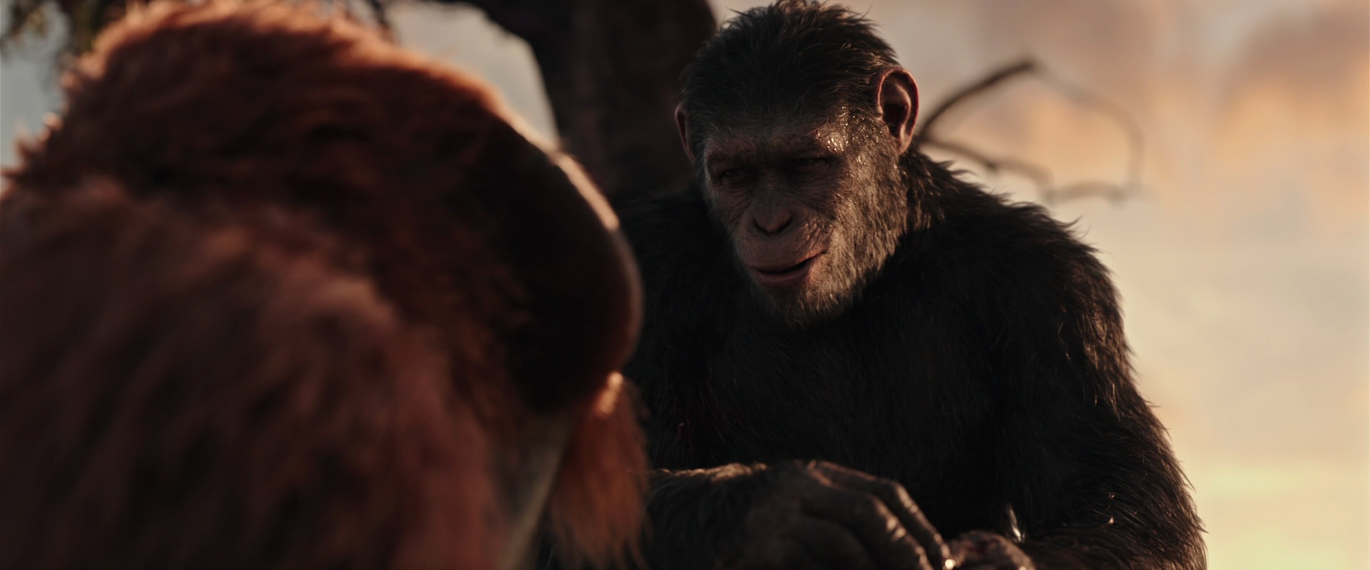 War for the Planet of the Apes (2017) HD screenshot 15314