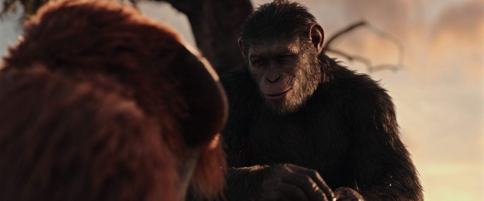 War for the Planet of the Apes (2017) screencap 15315