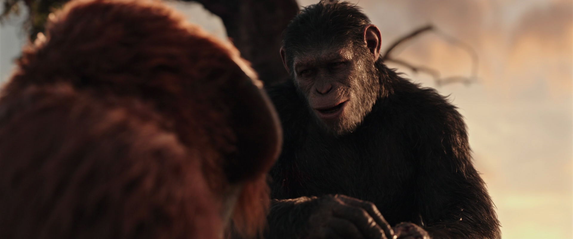 War for the Planet of the Apes (2017) movie still 15316