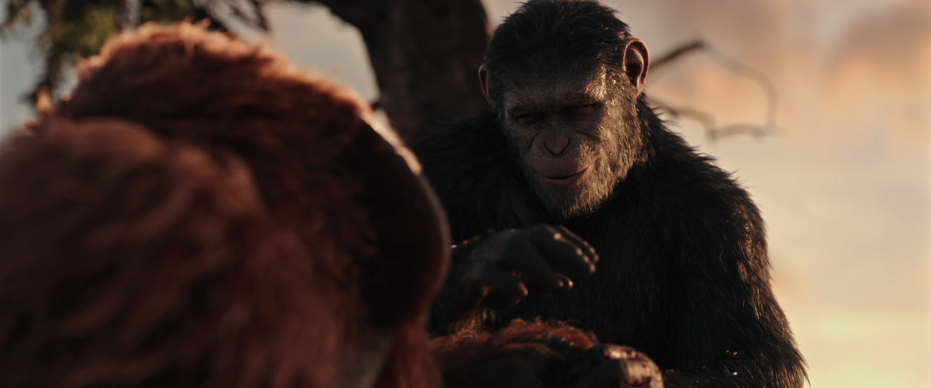 War for the Planet of the Apes (2017) movie still 15328