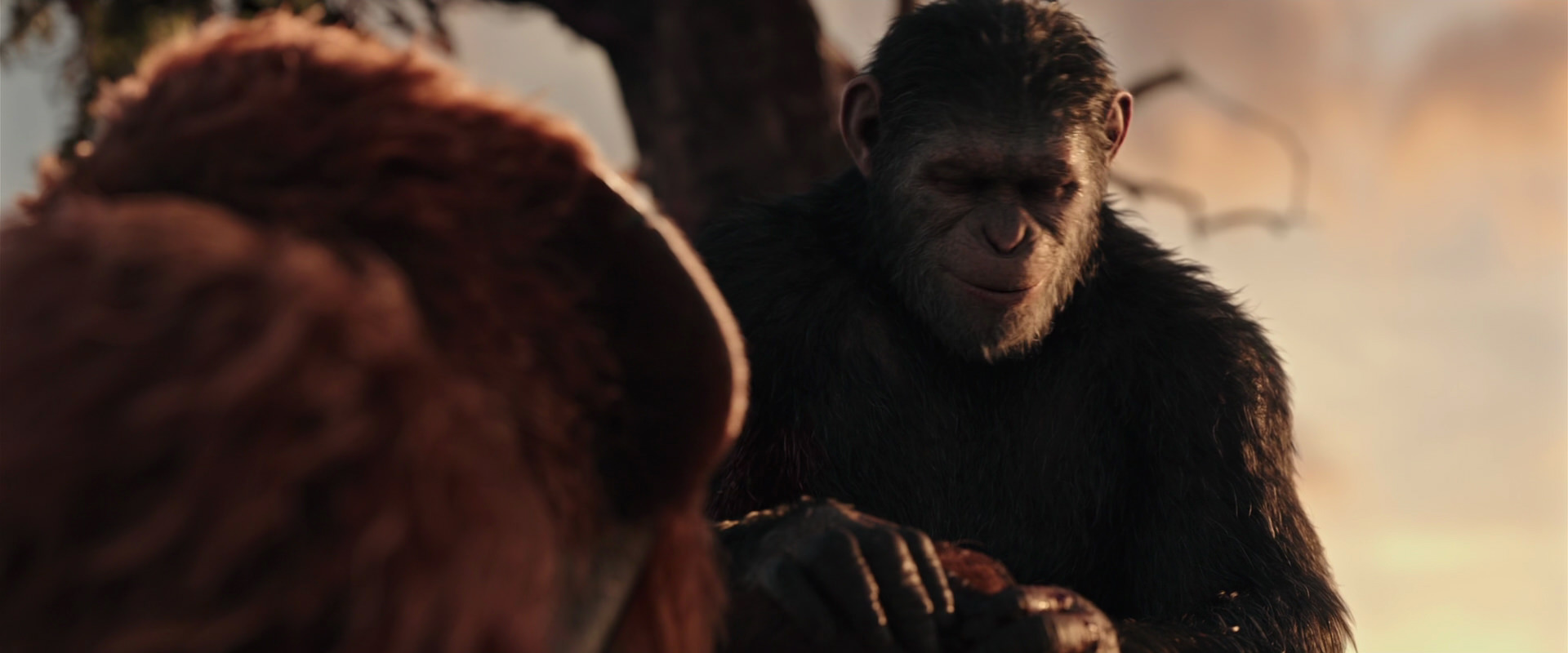 War for the Planet of the Apes (2017) screencap 15330