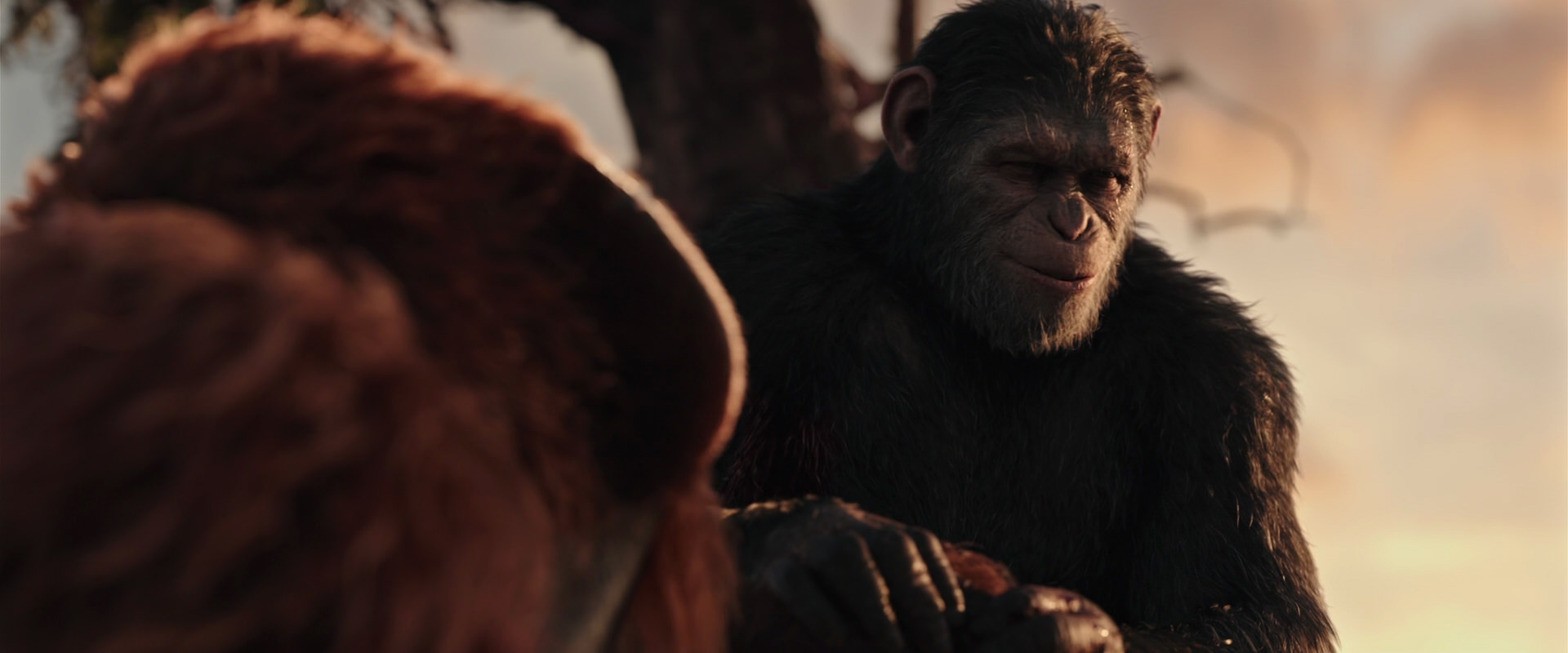 War for the Planet of the Apes (2017) movie still 15331
