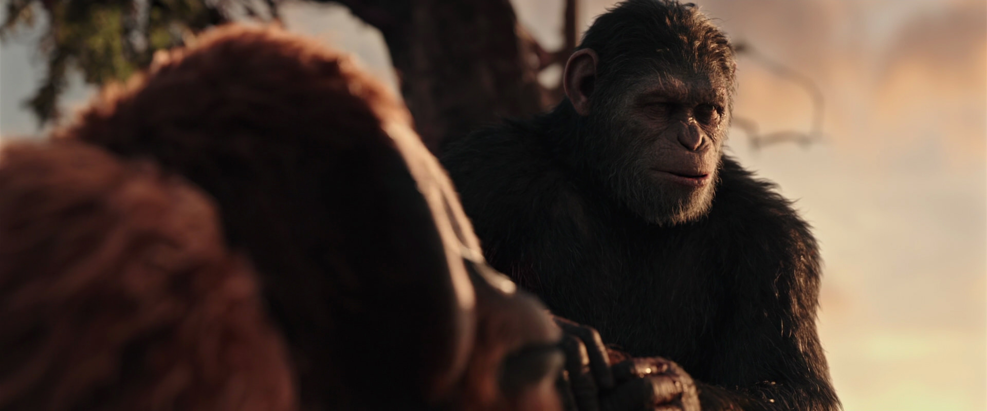 War for the Planet of the Apes (2017) screencap 15336