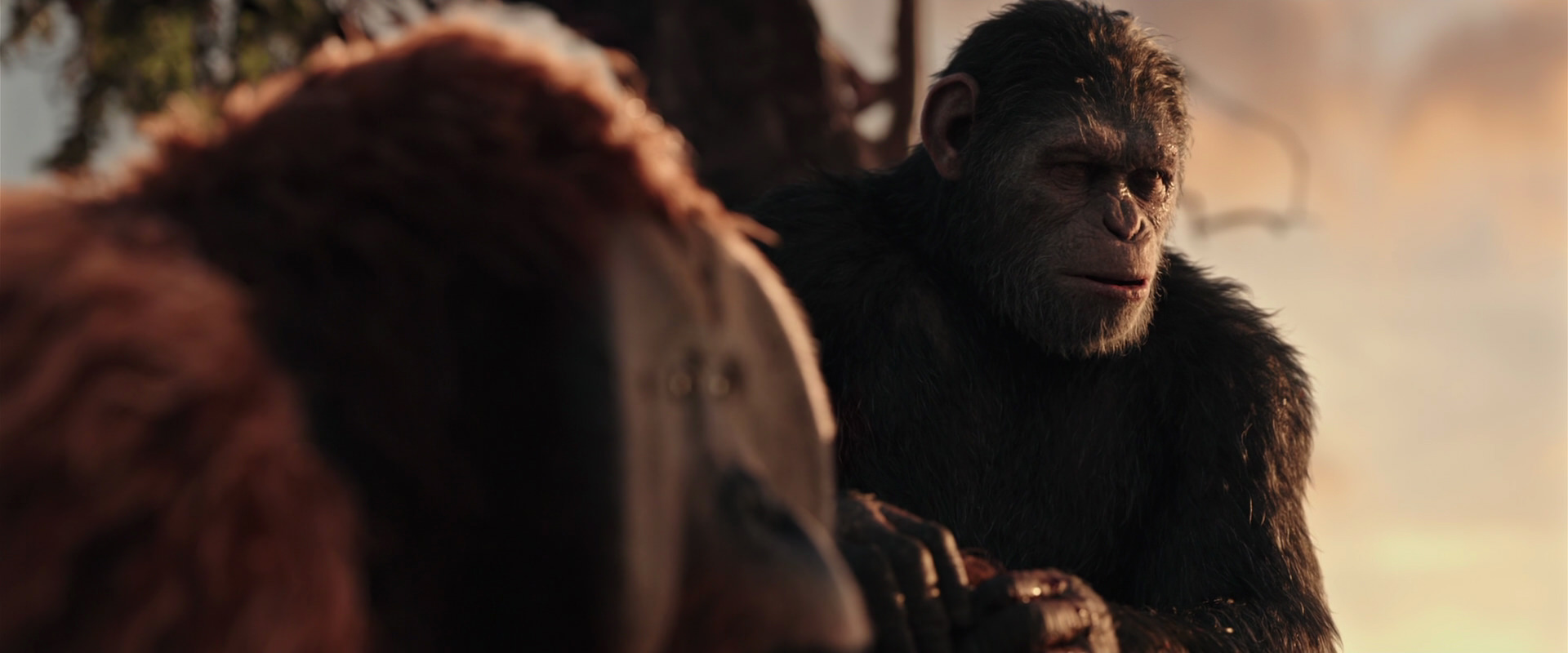 War for the Planet of the Apes (2017) screencap 15339