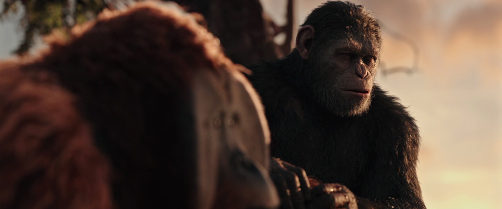 War for the Planet of the Apes (2017) movie still 15340