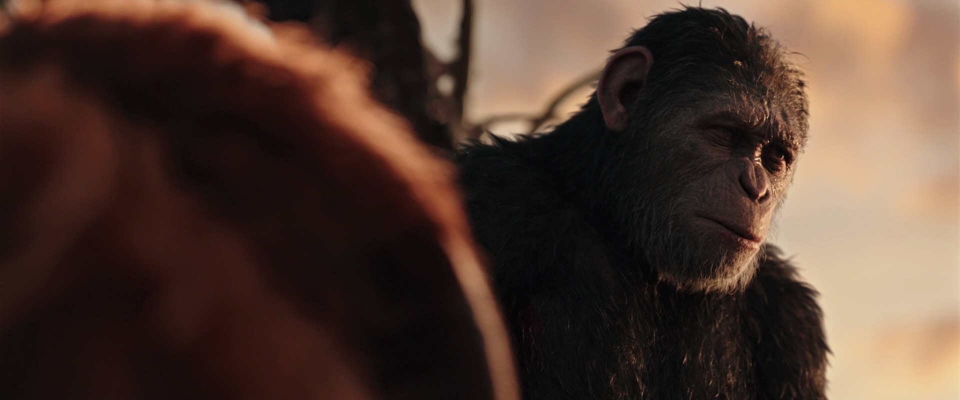 War for the Planet of the Apes (2017) screencap 15381