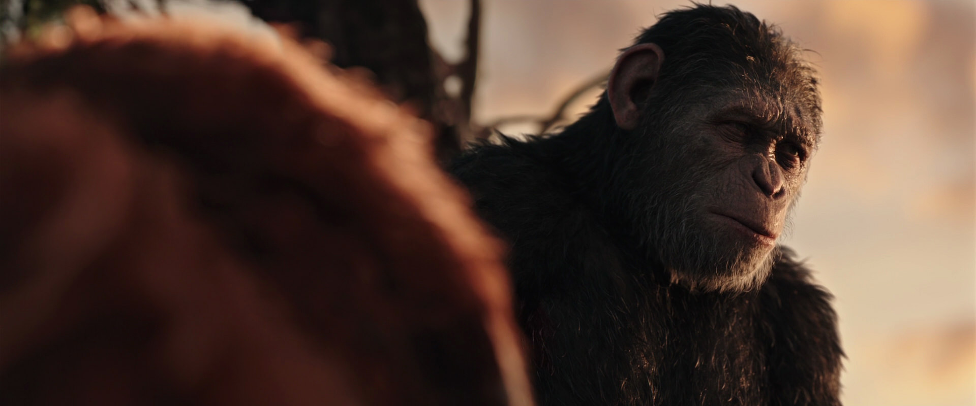 War for the Planet of the Apes (2017) movie still 15382