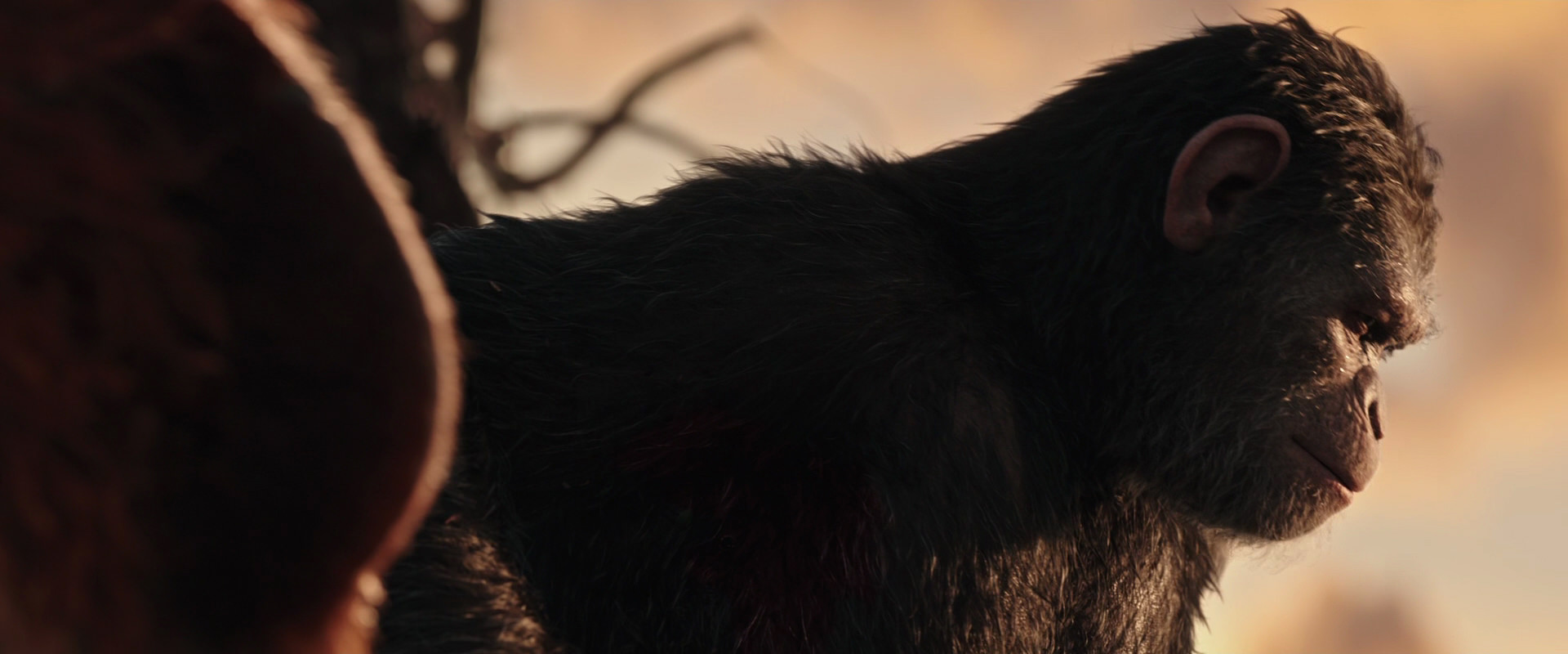War for the Planet of the Apes (2017) screencap 15489