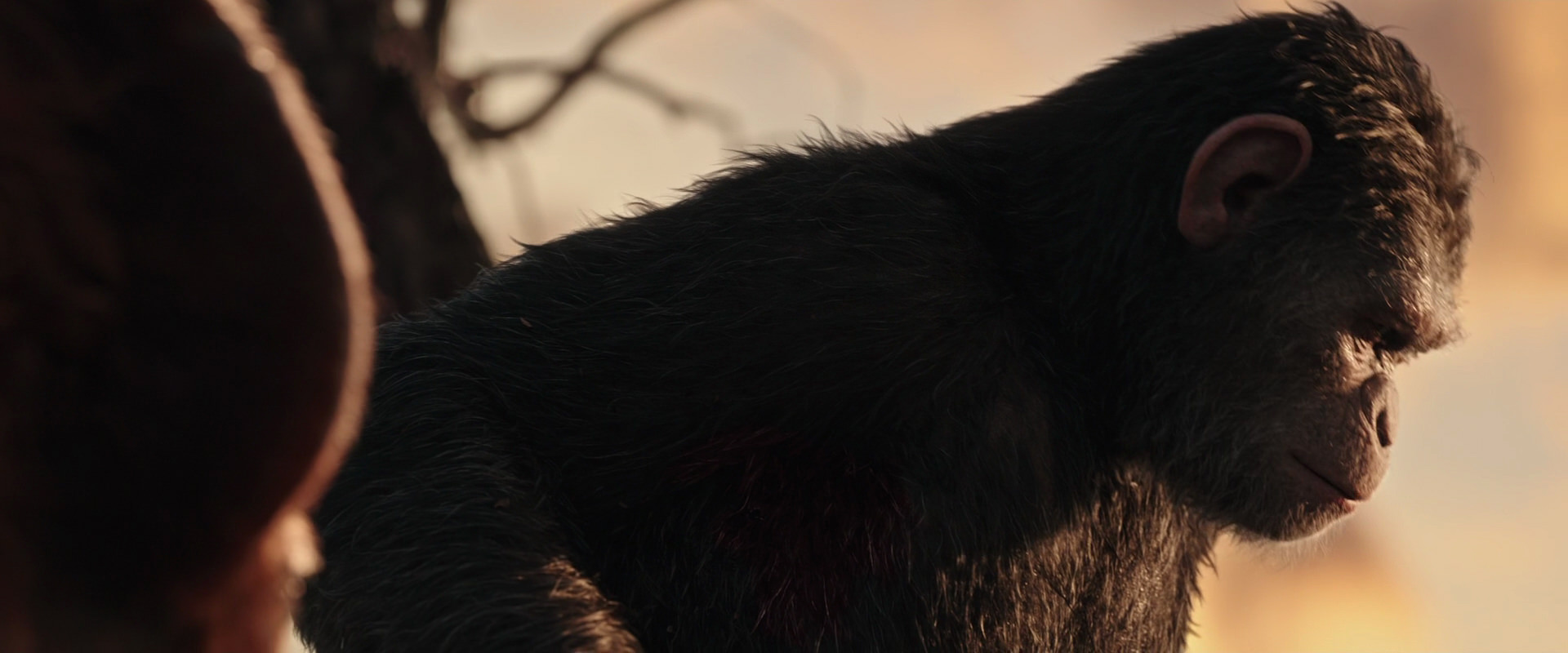 War for the Planet of the Apes (2017) screencap 15492