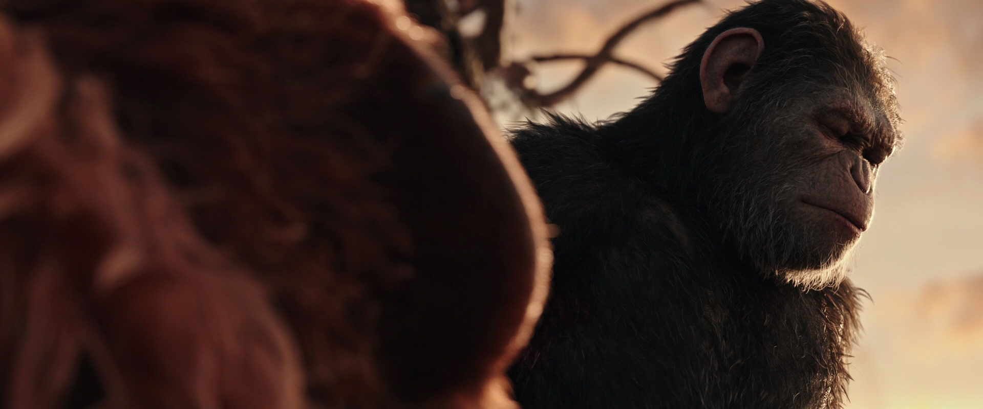 War for the Planet of the Apes (2017) screencap 15558