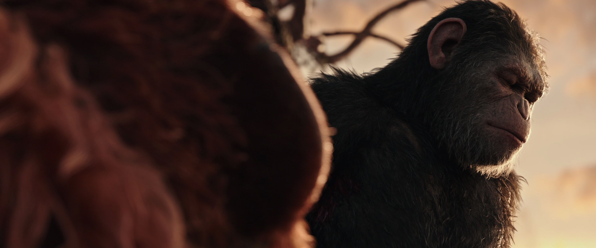 War for the Planet of the Apes (2017) movie still 15559