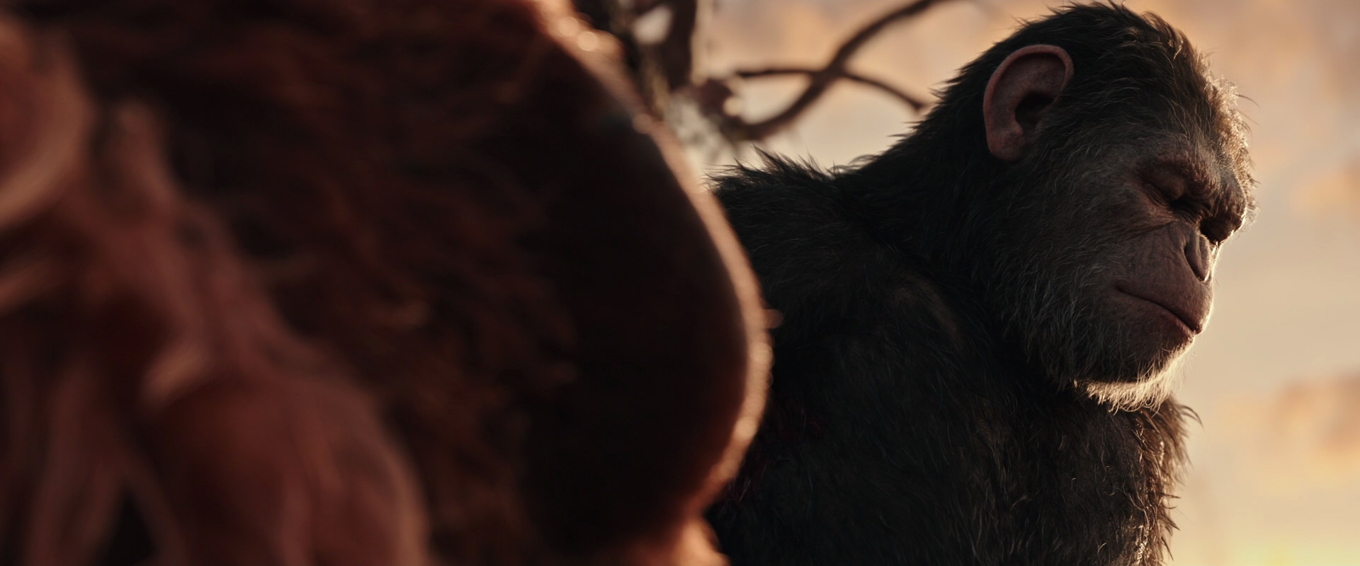 War for the Planet of the Apes (2017) HD screenshot 15560