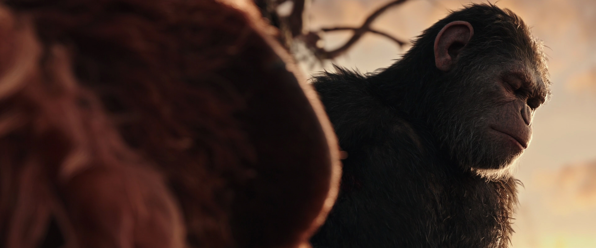 War for the Planet of the Apes (2017) screencap 15561