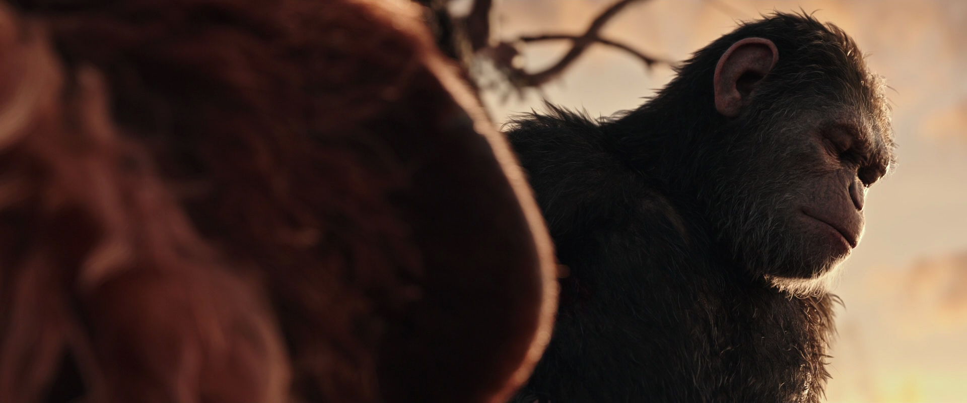 War for the Planet of the Apes (2017) HD screenshot 15563