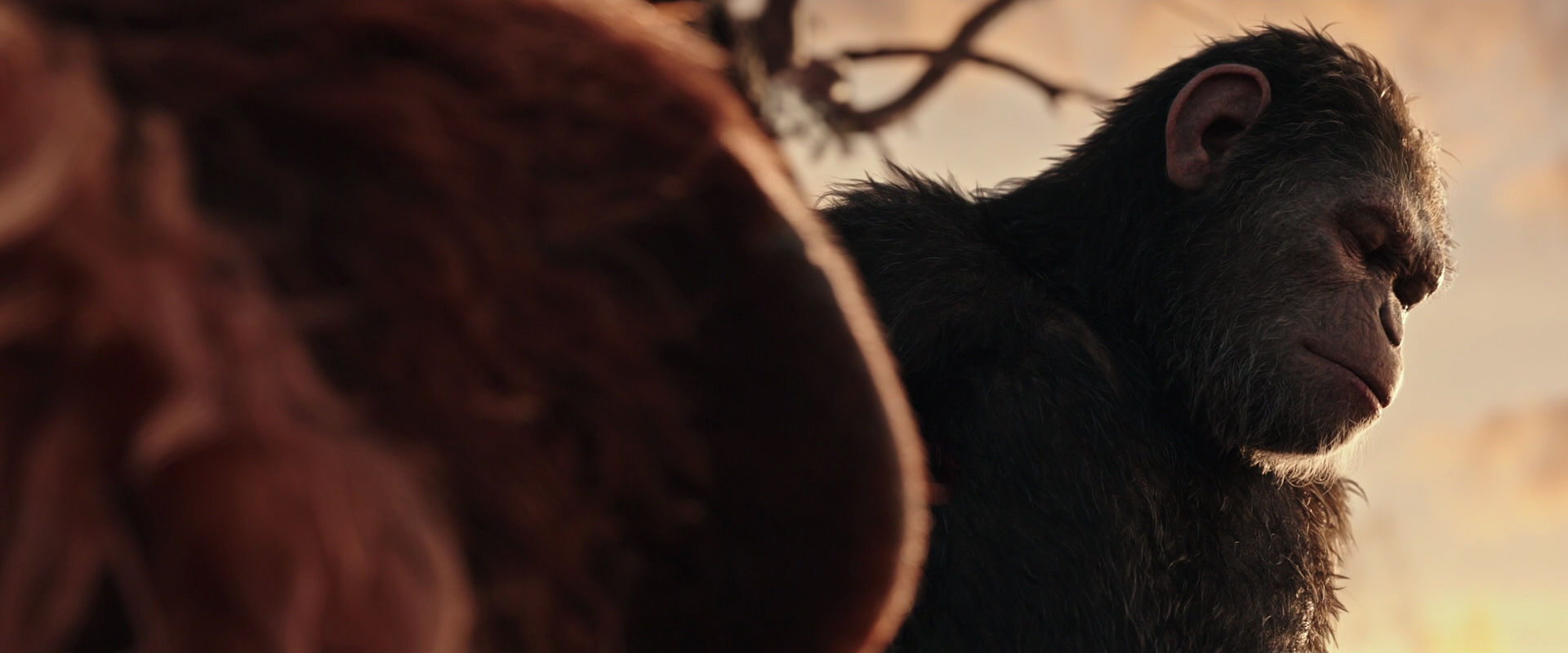 War for the Planet of the Apes (2017) screencap 15564