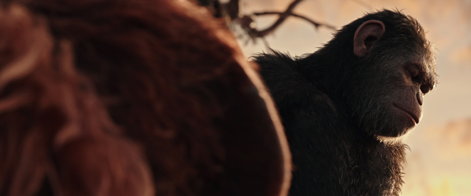 War for the Planet of the Apes (2017) movie still 15565
