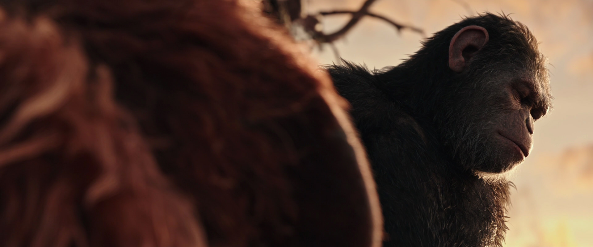 War for the Planet of the Apes (2017) HD screenshot 15566