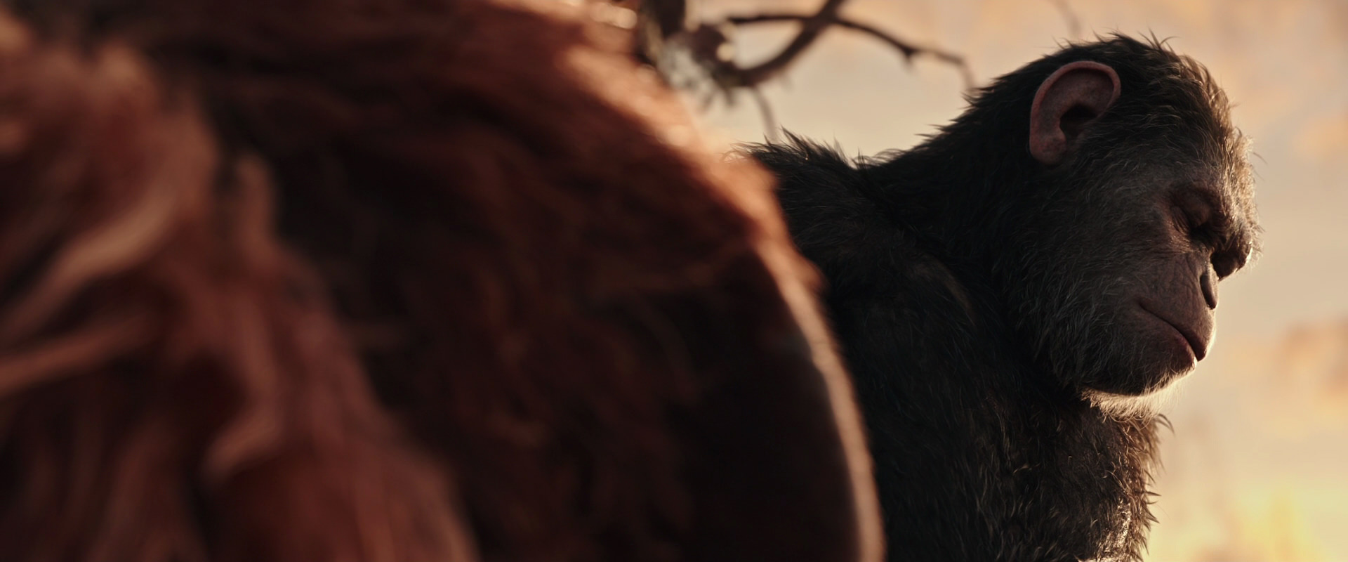 War for the Planet of the Apes (2017) screencap 15567