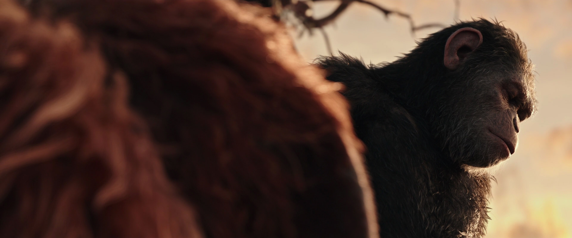 War for the Planet of the Apes (2017) HD screenshot 15569