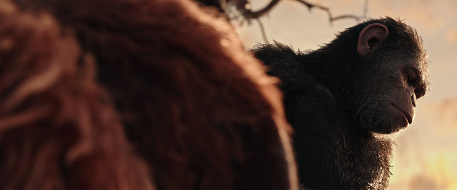 War for the Planet of the Apes (2017) screencap 15570