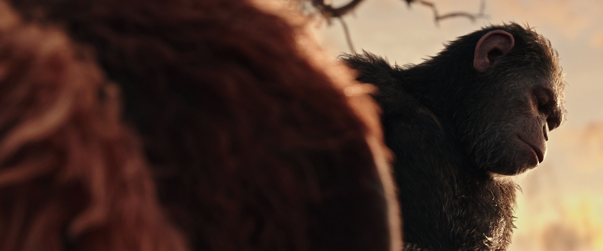 War for the Planet of the Apes (2017) movie still 15571