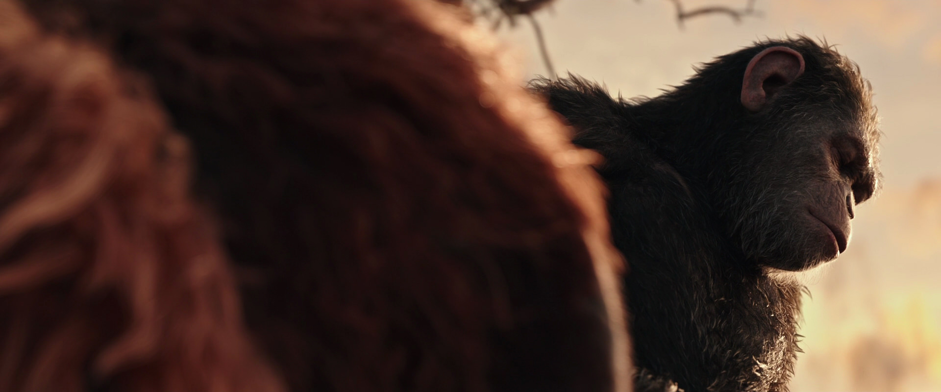 War for the Planet of the Apes (2017) HD screenshot 15572