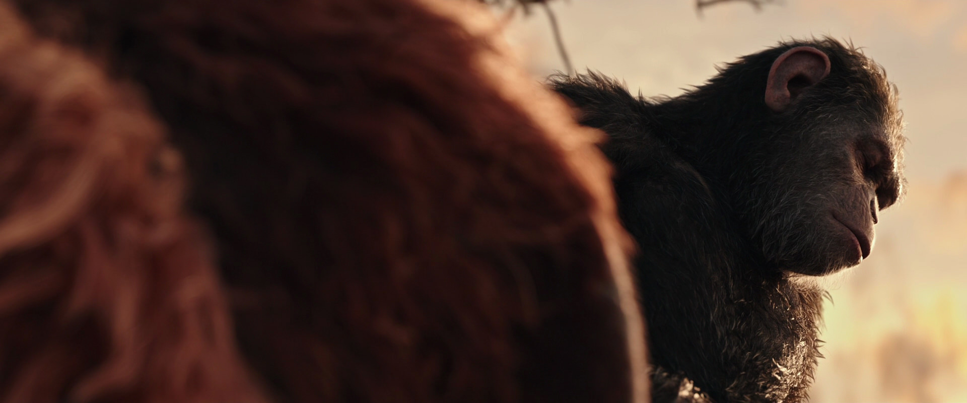 War for the Planet of the Apes (2017) screencap 15573