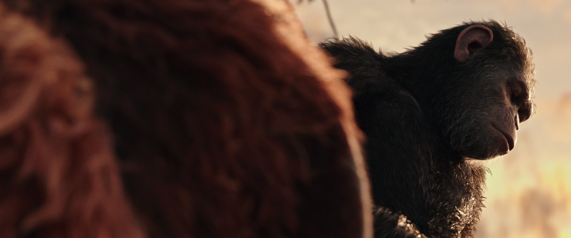 War for the Planet of the Apes (2017) movie still 15574