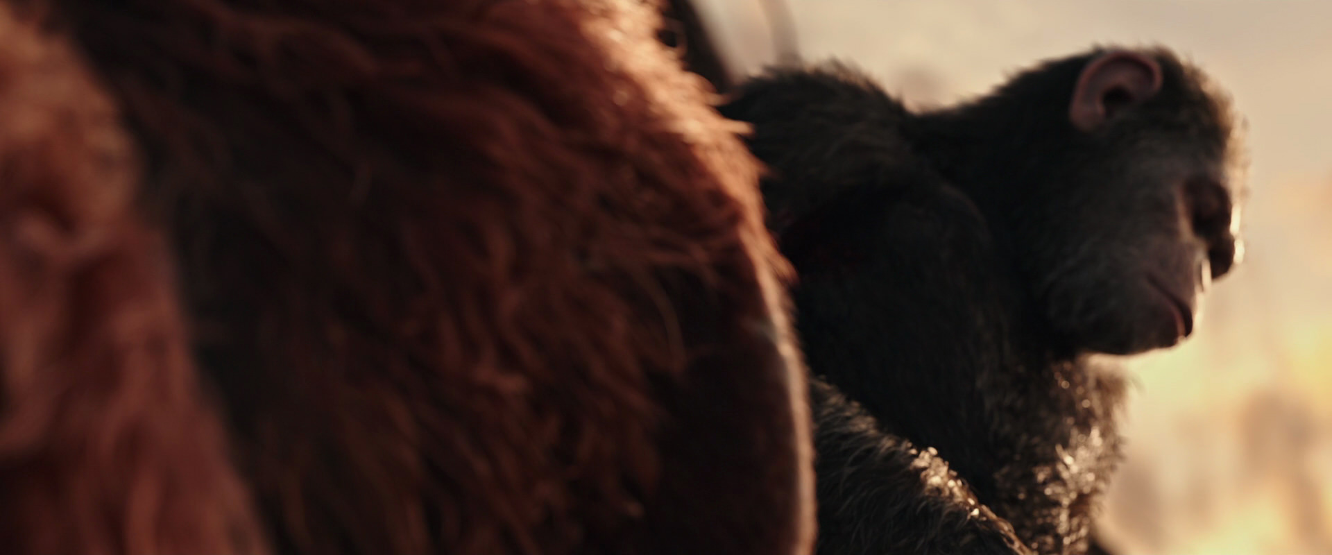 War for the Planet of the Apes (2017) movie still 15577