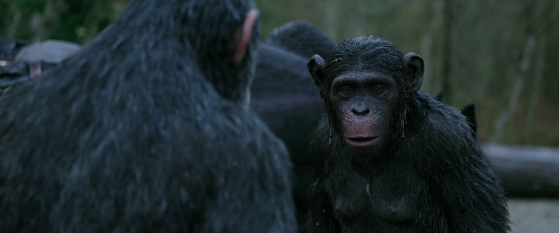 War for the Planet of the Apes (2017) movie still 2818