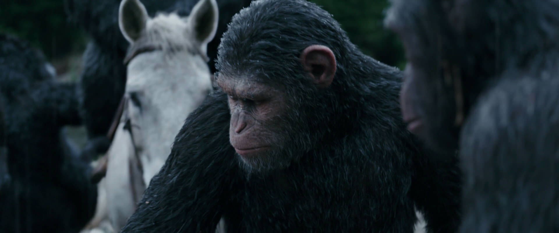 War for the Planet of the Apes (2017) movie still 2836