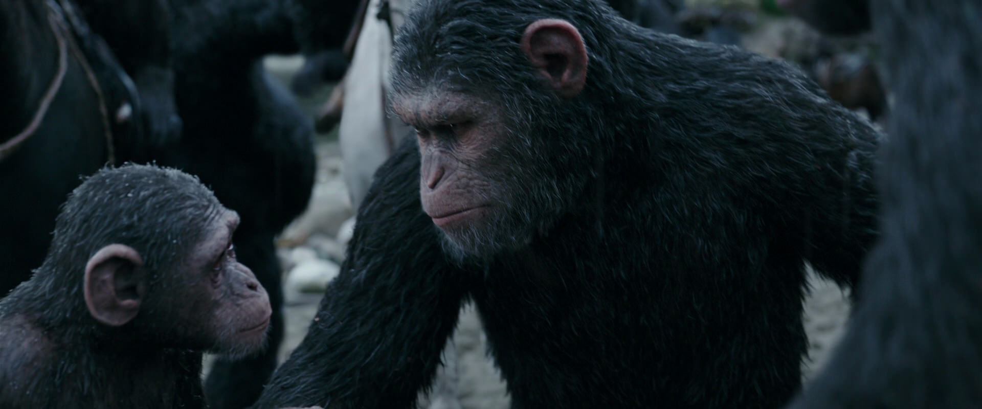 War for the Planet of the Apes (2017) movie still 2839