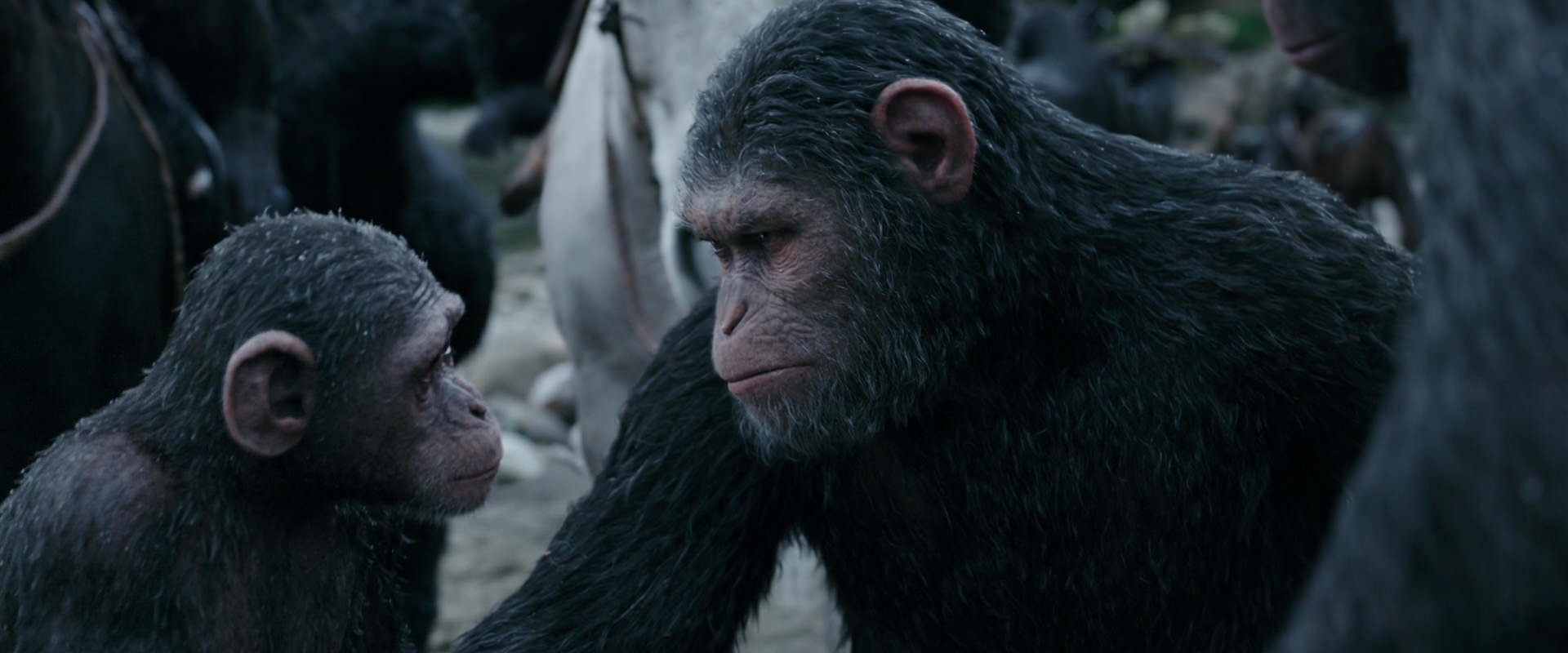 War for the Planet of the Apes (2017) HD screenshot 2840