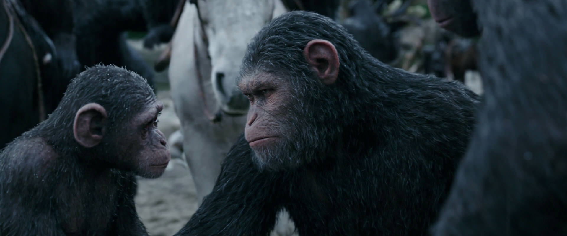 War for the Planet of the Apes (2017) screencap 2841