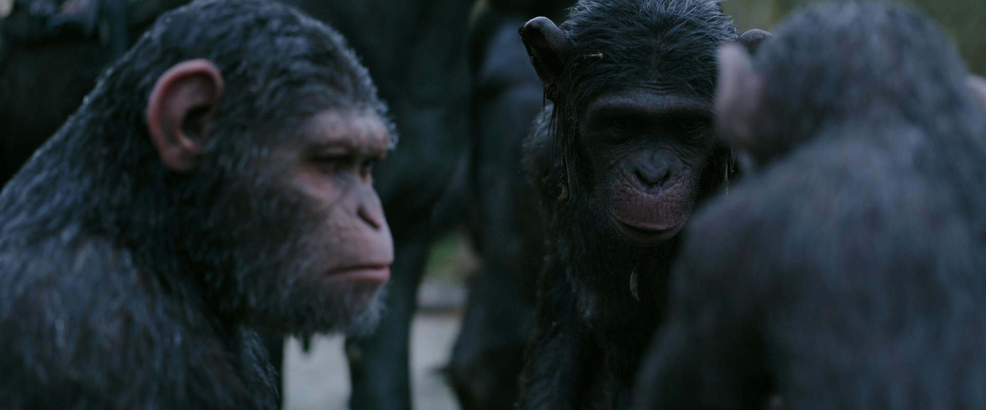 War for the Planet of the Apes (2017) movie still 2848