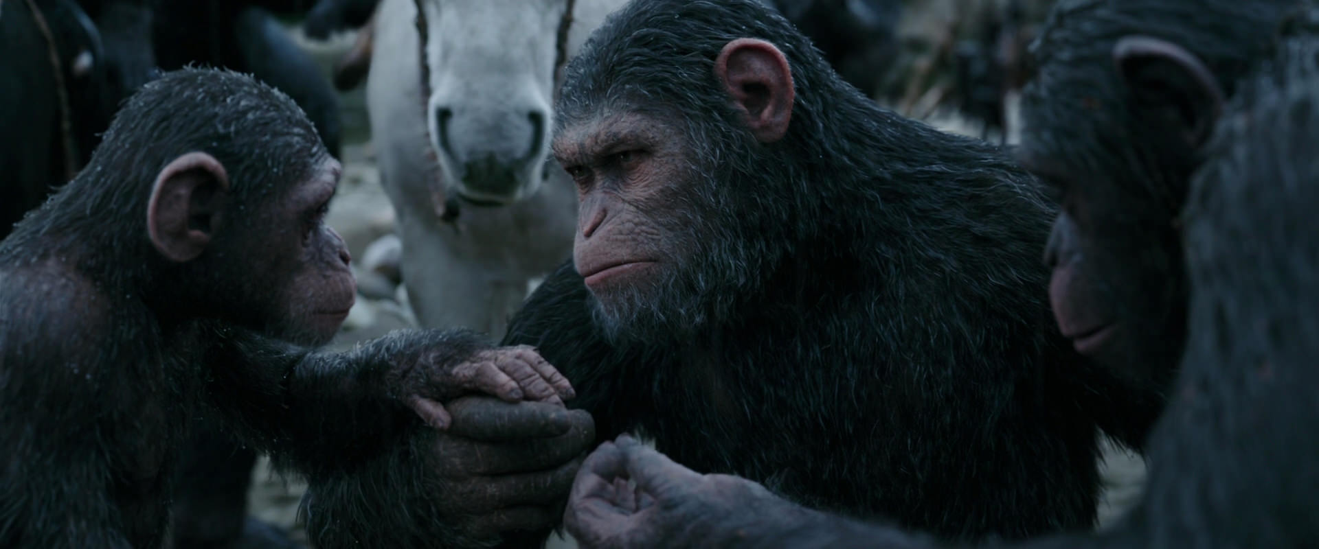War for the Planet of the Apes (2017) HD screenshot 2855