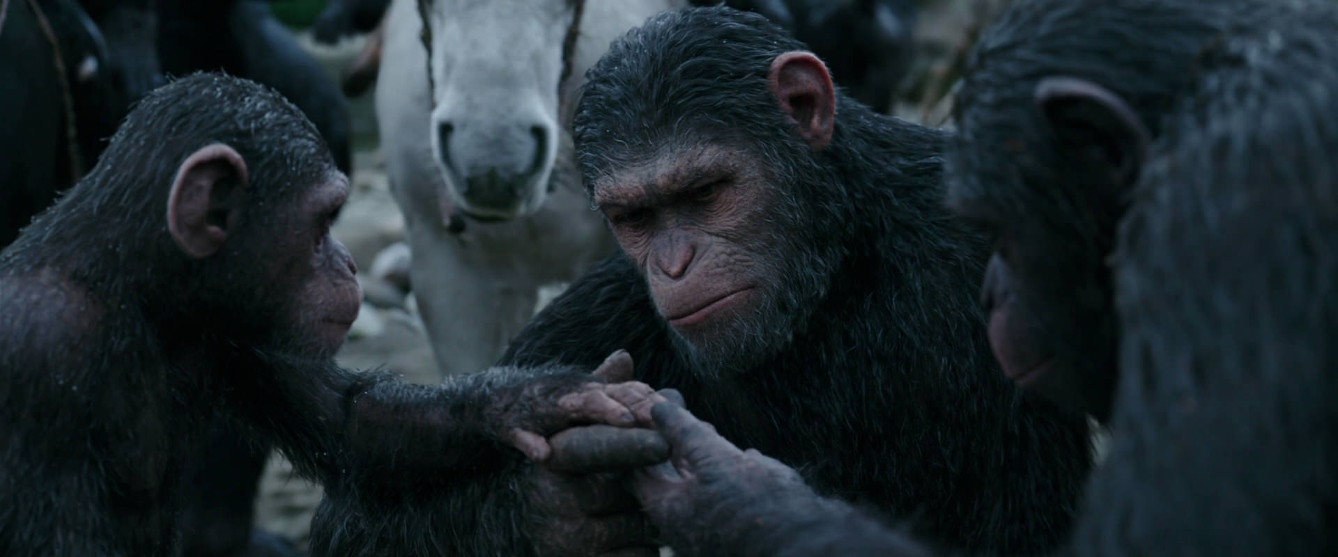War for the Planet of the Apes (2017) movie still 2857
