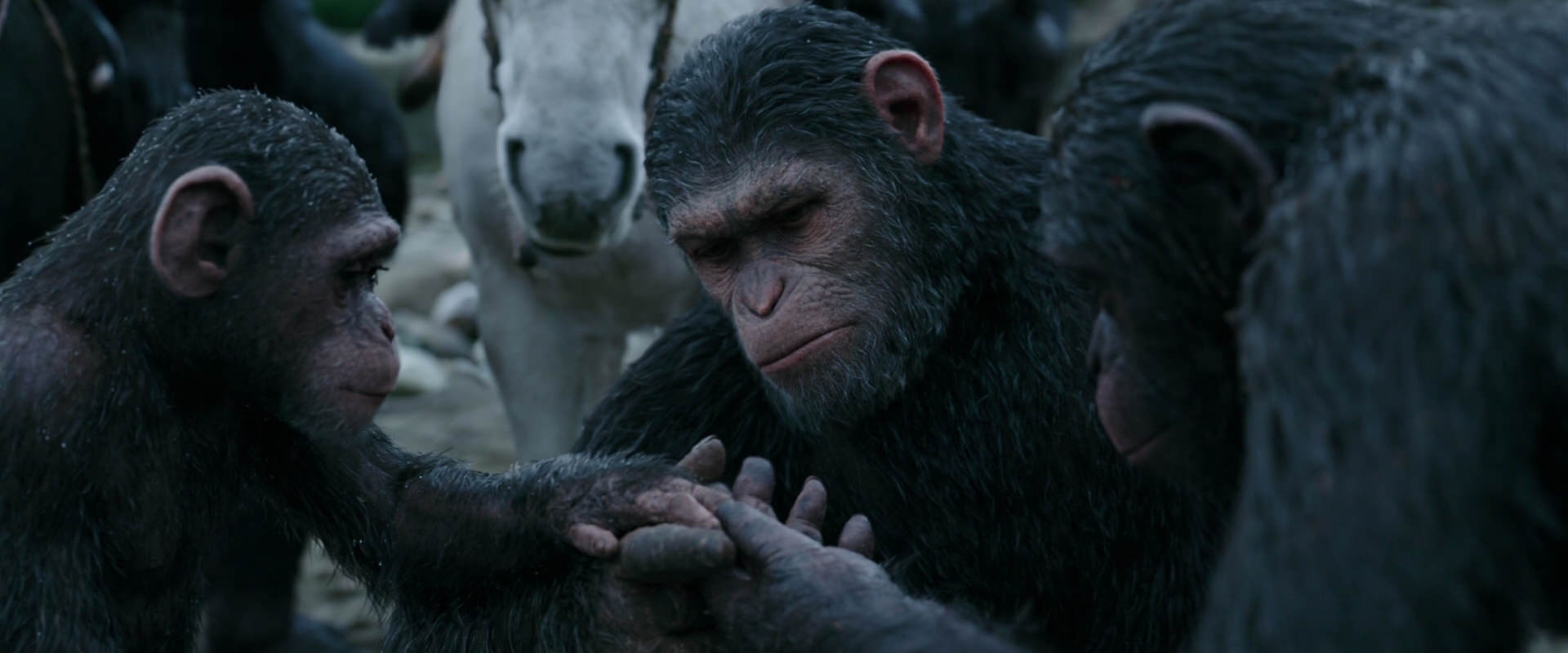 War for the Planet of the Apes (2017) HD screenshot 2858