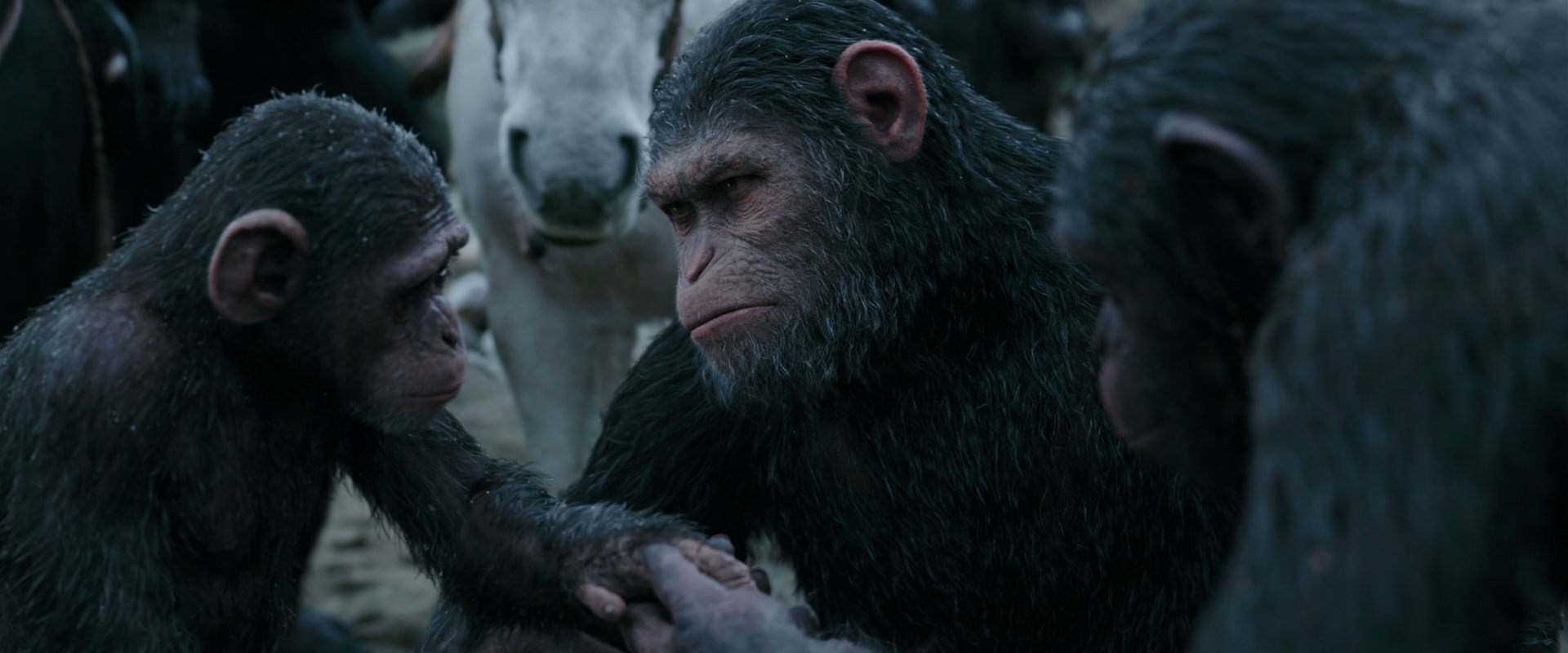 War for the Planet of the Apes (2017) HD screenshot 2861