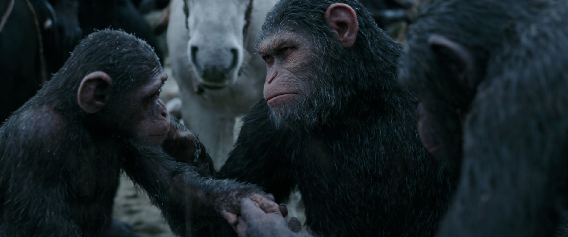War for the Planet of the Apes (2017) movie still 2863