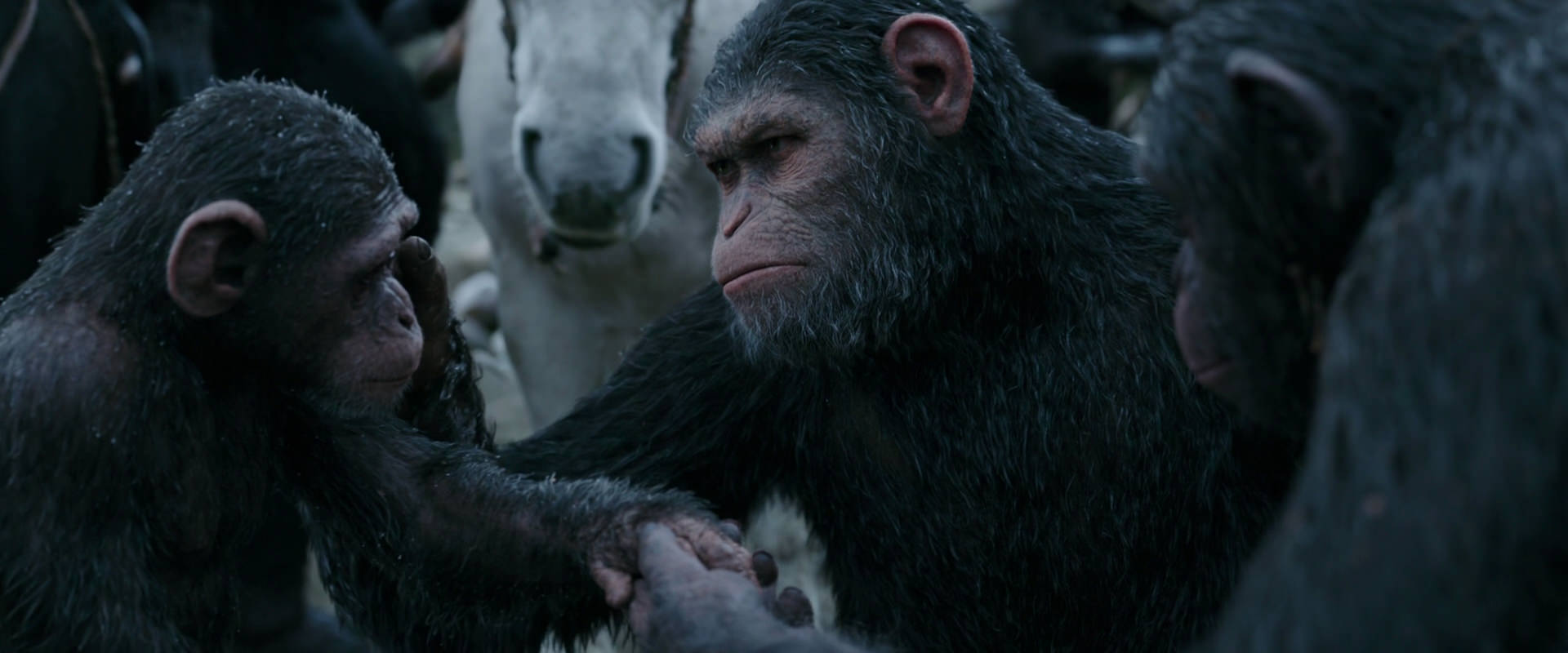War for the Planet of the Apes (2017) HD screenshot 2864