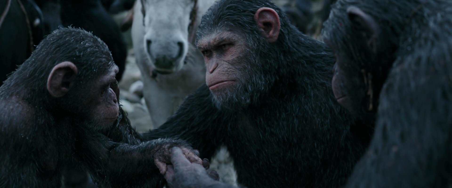 War for the Planet of the Apes (2017) movie still 2866