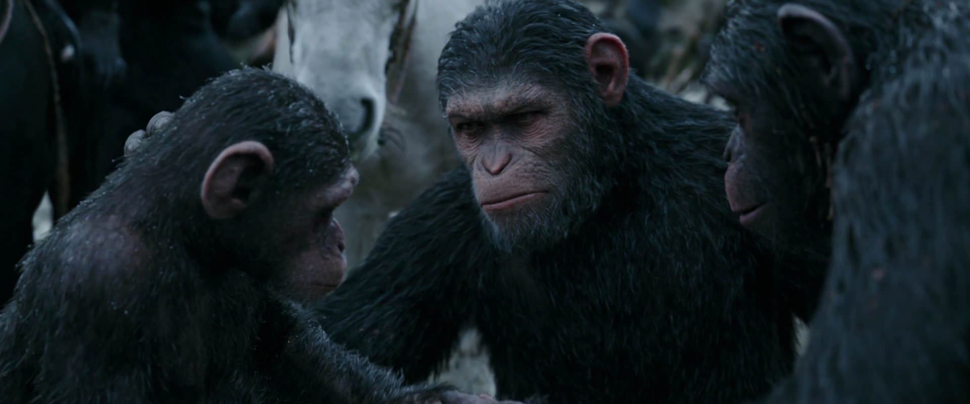 War for the Planet of the Apes (2017) movie still 2869