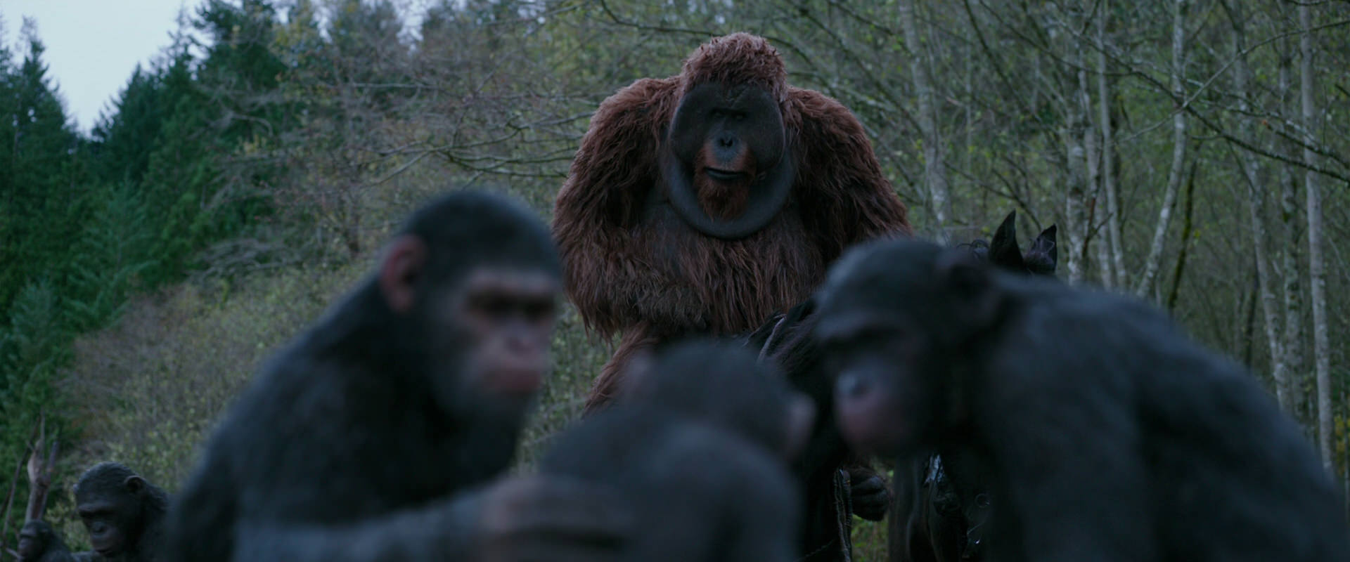 War for the Planet of the Apes (2017) movie still 2872