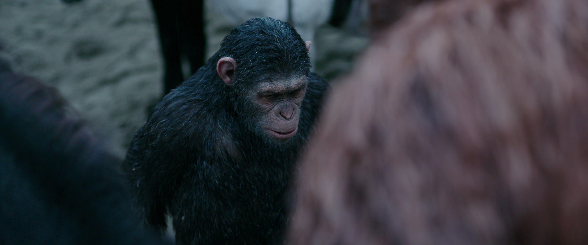 War for the Planet of the Apes (2017) screencap 2886