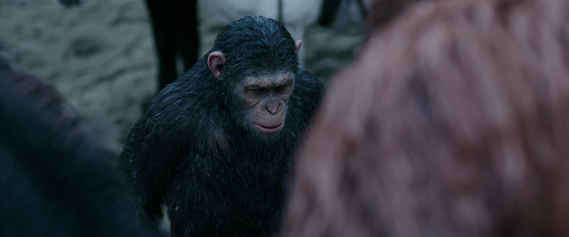 War for the Planet of the Apes (2017) movie still 2887