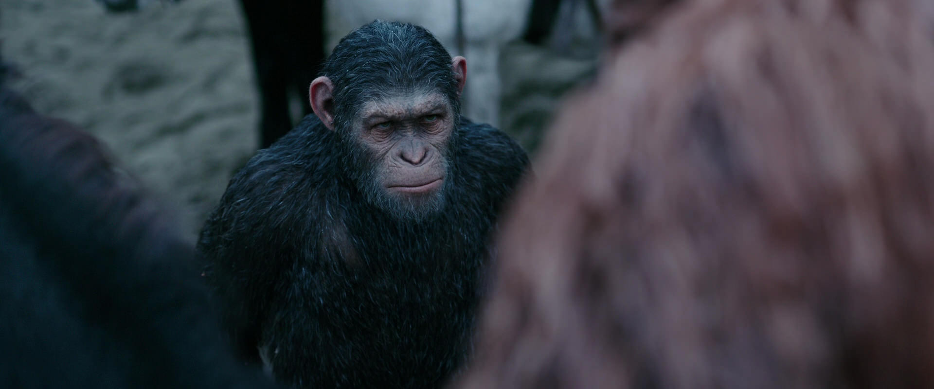 War for the Planet of the Apes (2017) movie still 2893
